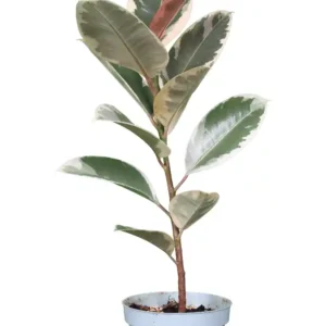 فیکوس یاقوتی