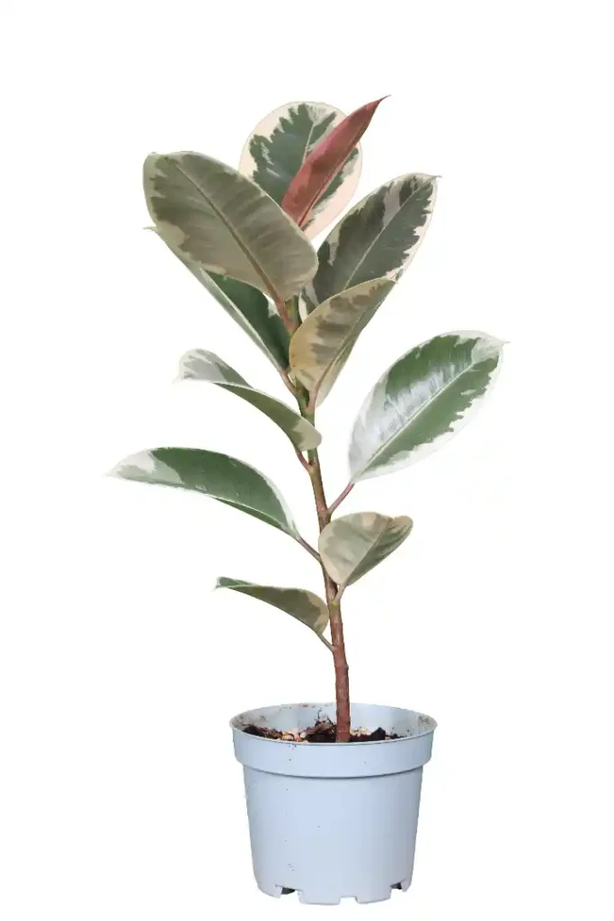 فیکوس یاقوتی