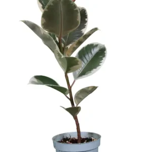 فیکوس نقره ای