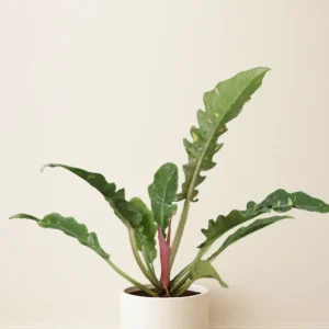 فیلودندرون رینگ آف فایر