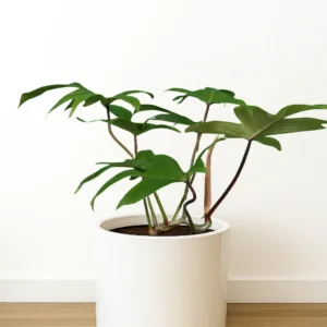 فیلودندرون فلوریدا گوست