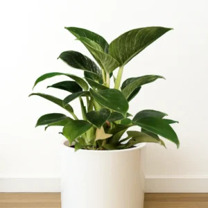 فیلودندرون بیرکین