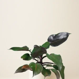 فیلودندرون پینک پرنسس