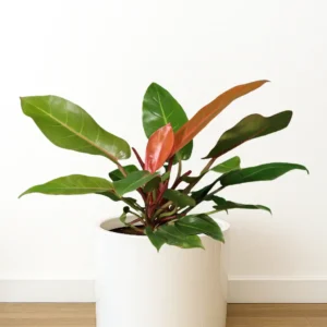 فیلودندرون پرتقالی