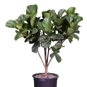 درختچه فیکوس لیراتا