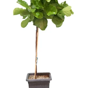 فیکوس لیراتا