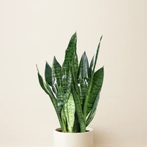 سانسوریا کرواتی