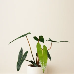 فیلودندرون بیلیتای