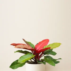 فیلودندرون شاهزاده