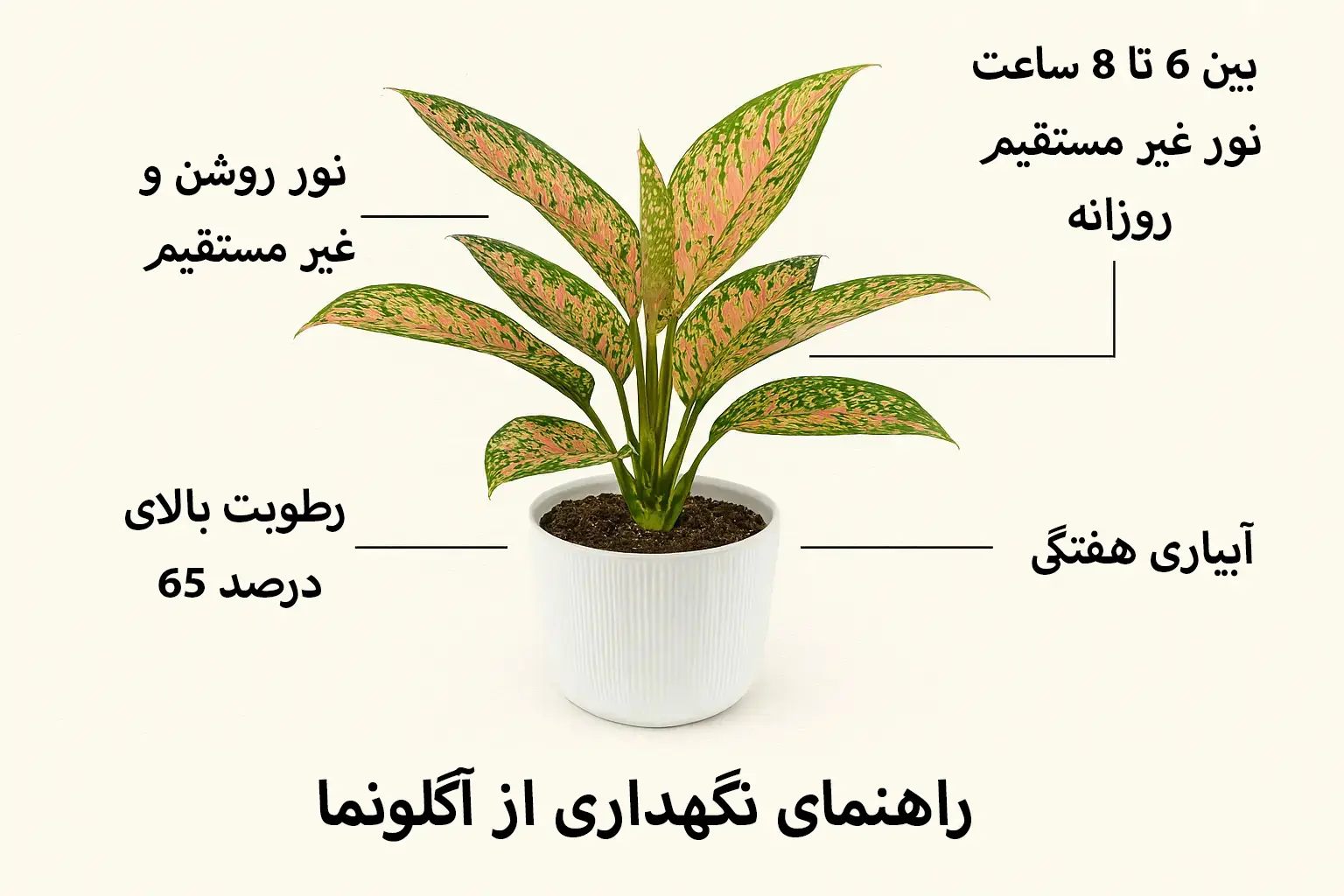 نحوه نگهداری از آگلونما