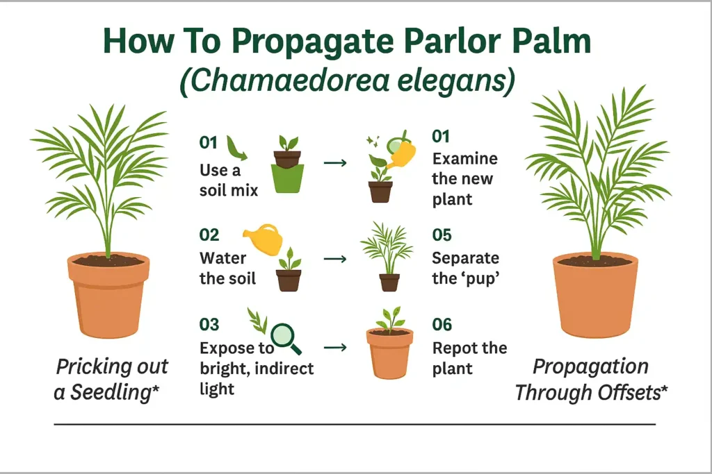 تکثیر نخل شامادورا