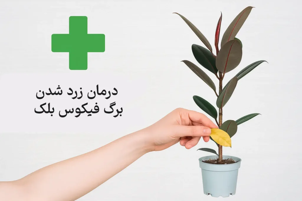 درمان زرد شدن برگ فیکوس بلک