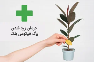 درمان زرد شدن برگ فیکوس بلک