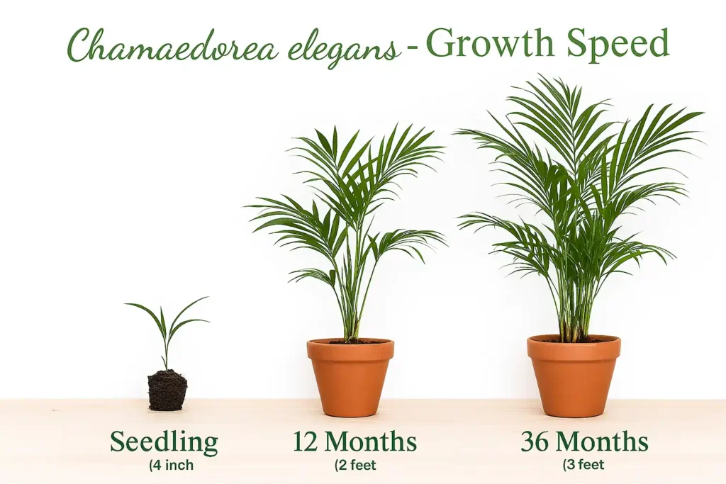 سرعت رشد نخل شامادورا