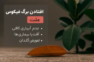 علت افتادن برگ فیکوس بلک