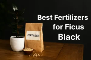 کود مخصوص فیکوس بلک