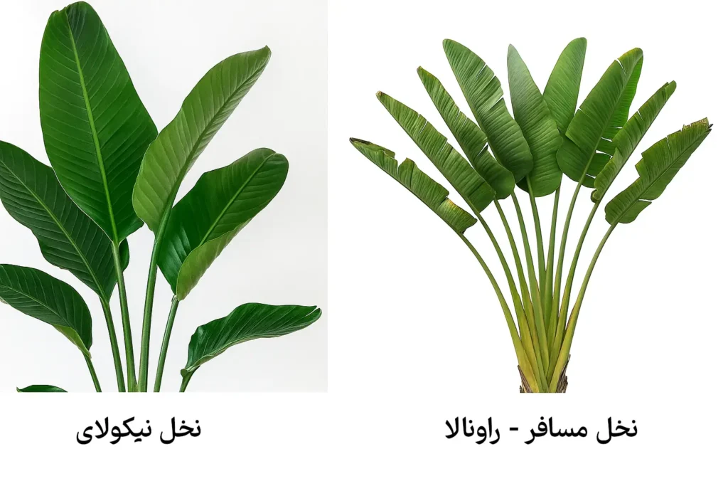 تفاوت نخل نیکولای و نخل مسافر
