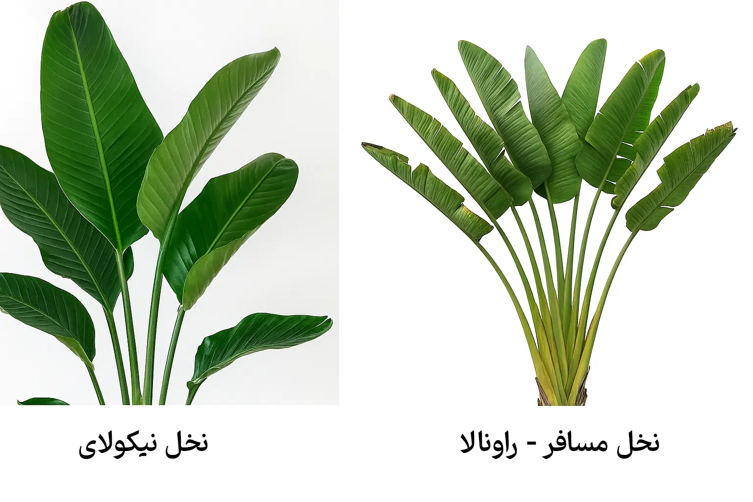 تفاوت نخل نیکولای و نخل مسافر