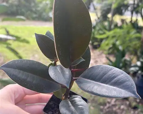 فیکوس الاستیکا برگاندی