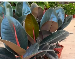 فیکوس بلک پرنس